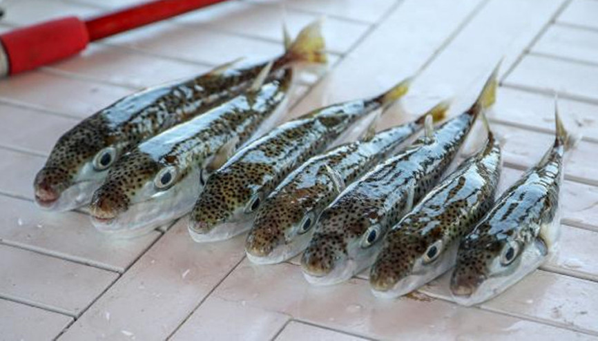 Balon balığı zehrinden ağrı kesici Denemelere başlandı