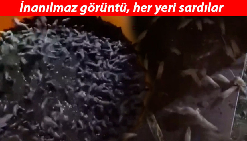 Çaresiz kaldılar... Fare istilasına 5 bin litre zehir çözümü