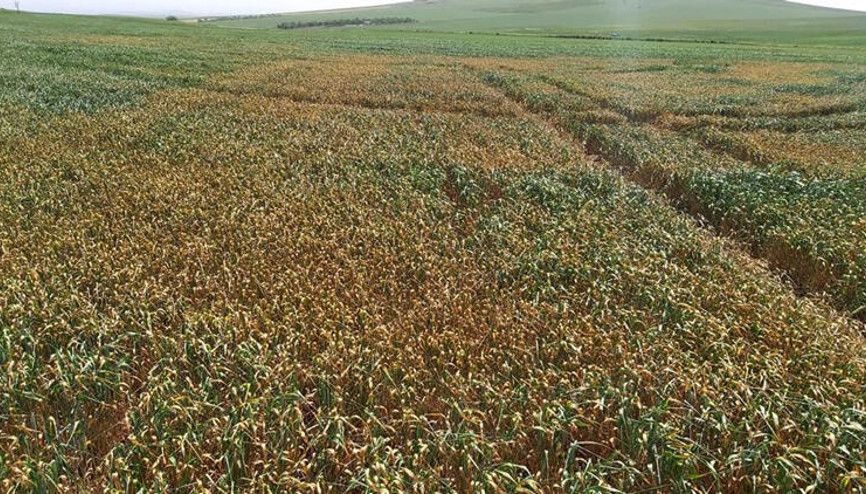 İç Anadoluda kuraklık hububat üreticilerini endişelendiriyor