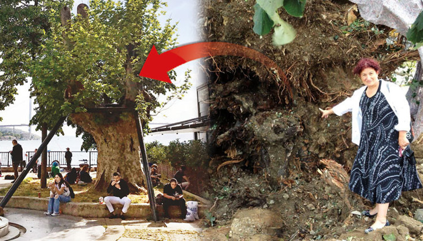 4 yıl önce çıkan fırtınada devrilmişti O çınar hayatta 4 yıl önce çıkan fırtınada devrilmişti O çınar hayatta