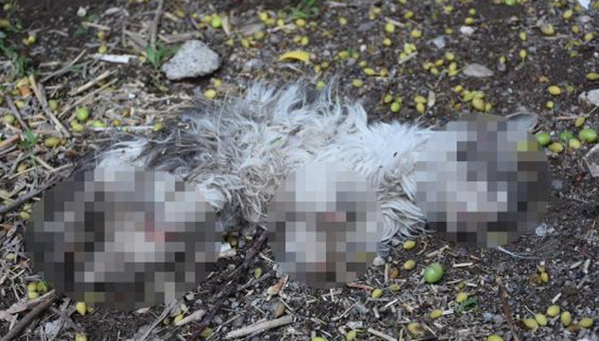 Sivasta vahşet Kayıp kedisini patileri ve kuyruğu kesik halde ölü buldu