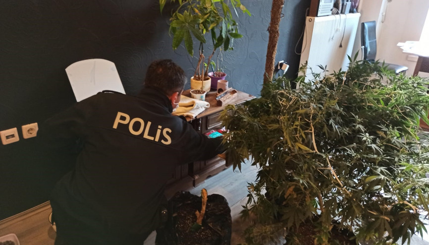 Evdeki yapay serada kenevir üretmişler