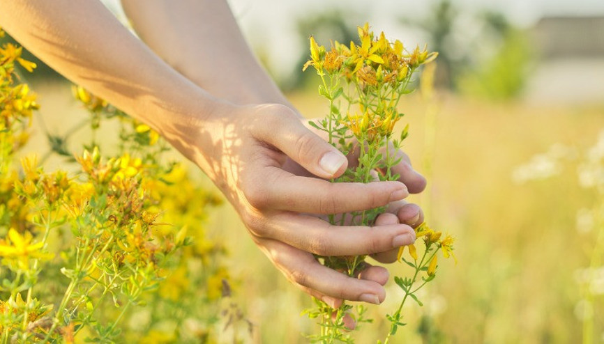 Sarı Kantaron Neye İyi Gelir, Nasıl Kullanılır Sarı Kantaron Faydaları ve Zararları