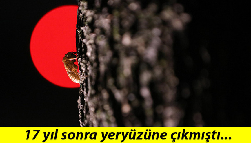 Son dakika haberler... 17 yıl sonra yeryüzüne çıktılar: Yiyen bile var