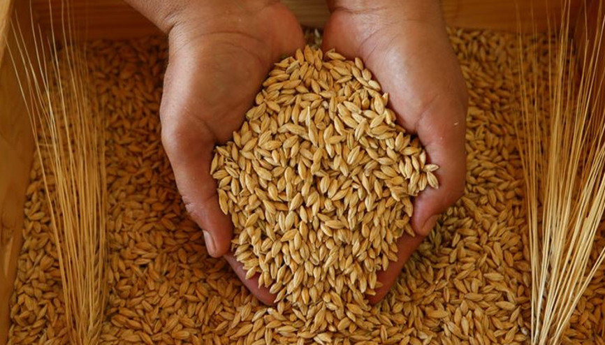 KKTCde Türkiye destekli projede hasat yapıldı