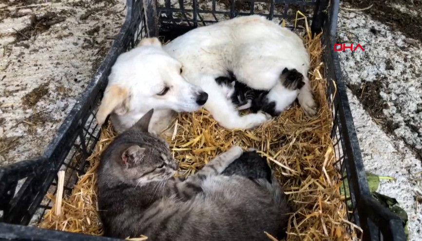 Hamile köpek, yavru kedilere annelik yapıyor