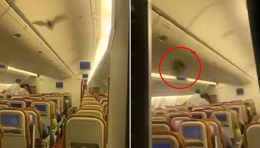 Son dakika haberler: Yolcu uçağına giren yarasa rota değişimine neden oldu