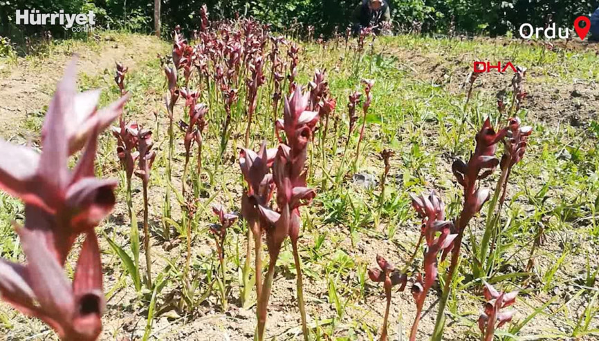 Bahçesinde fındıkla birlikte kilosu 150 liraya çıkan salep üretiyor