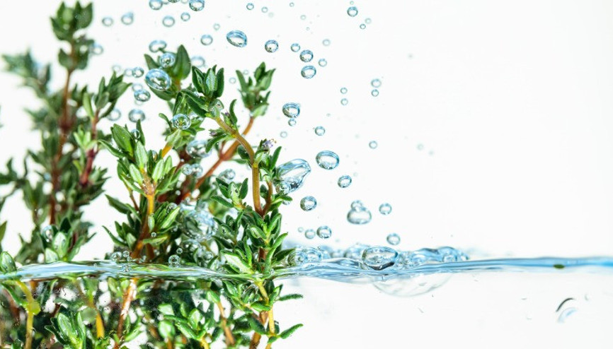 Kekik suyu neye iyi gelir, nasıl kullanılır İşte, kekik suyu faydaları ve zararları Kekik suyu neye iyi gelir, nasıl kullanılır İşte, kekik suyu faydaları ve zararları