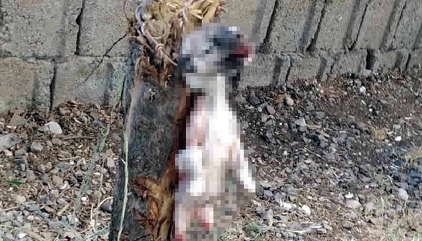 Yavru köpeğin ayaklarını kesip, ağaca astılar