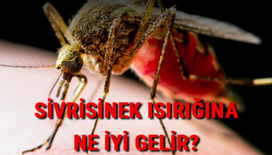 Sivrisinek ısırığına ne iyi gelir Sivrisinek ısırığı kaşıntısı için en etkili doğal yöntemler