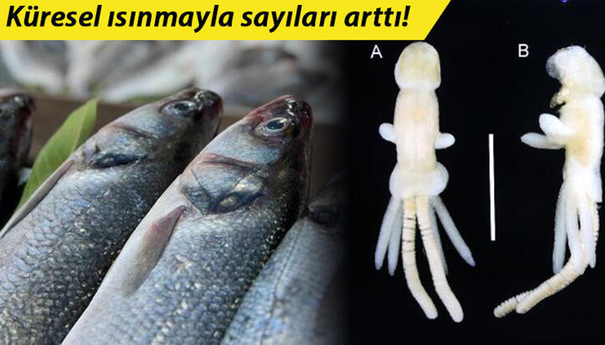 Balık kenesi parazit taşıyıcısı çıktı