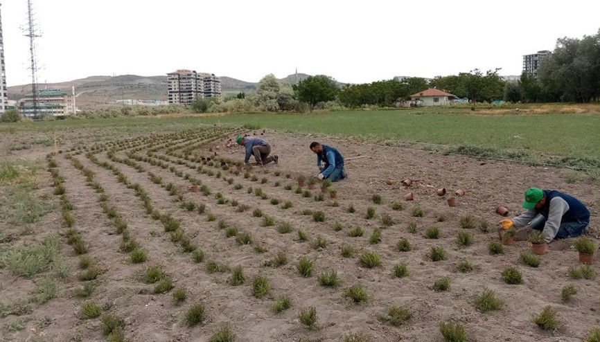 Doğal yağ üretimi için gül ve kekik dikildi