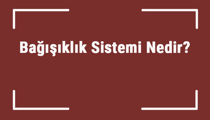 Bağışıklık Sistemi Nedir Bağışıklık Sistemi Neden Zayıflar, Nasıl Güçlendirilir Bağışıklık Sistemi Nedir Bağışıklık Sistemi Neden Zayıflar, Nasıl Güçlendirilir