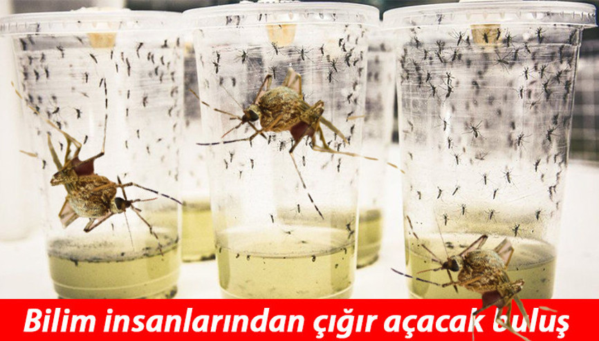 Bilimin büyük başarısı... Öldürücü hastalığı sivrisinekle yendiler