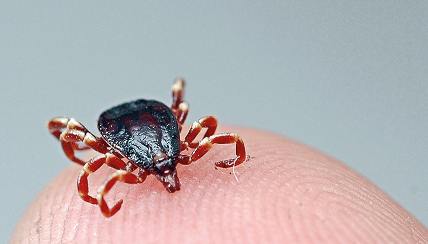 40 yıl sonra teşhis: Kene