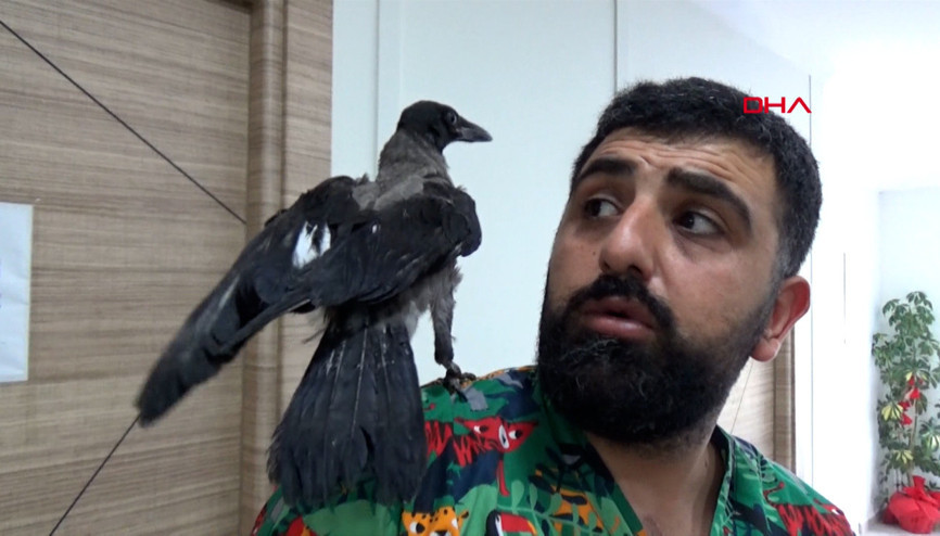 Tedavi edilen karga, klinikten ayrılmıyor