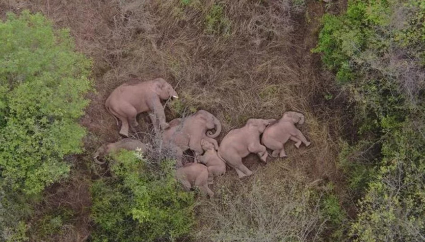 Gözünüzden kaçmış olabilir | Tüm ülke bu fillere kitlendi Türkiye’den karavan hikayeleri... Sütte yeni tehlike: Çamaşır suyu…