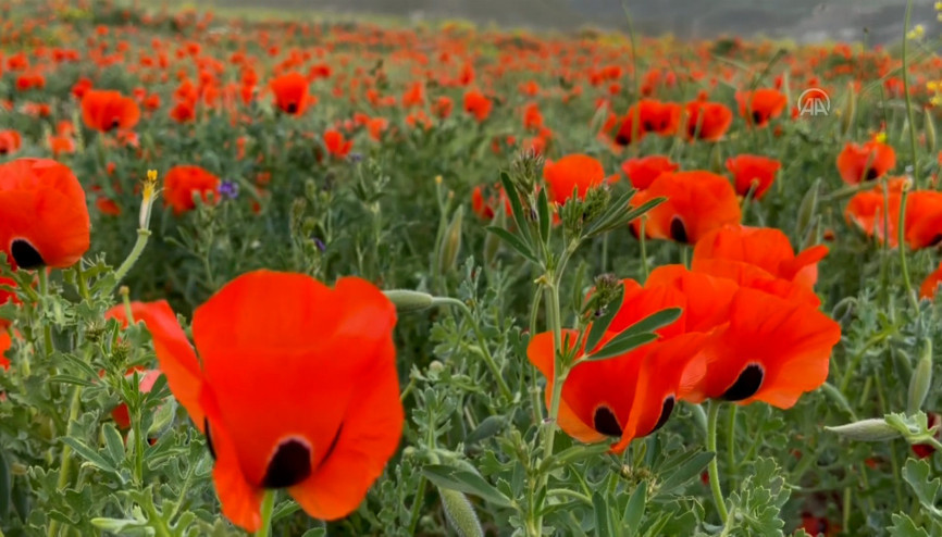 Bingölde gelincikler görsel şölen sunuyor