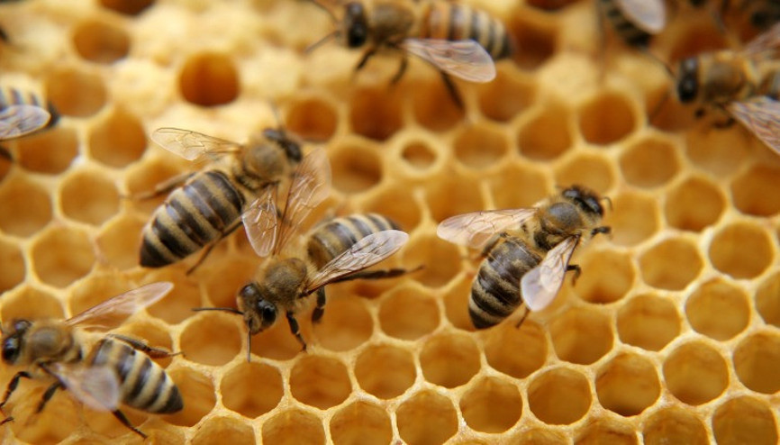 Arı zehrinin cilt üzerine etkisi Arı zehrinin cilt üzerine etkisi