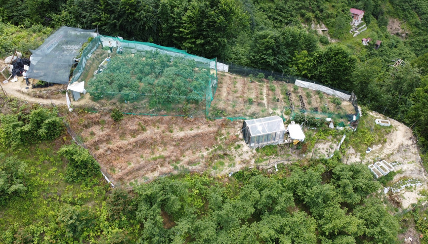 Trabzonda likarba, Rizede likapa, Giresun’da mavi yemiş... Yıllık 100 bin TL kazandırıyor