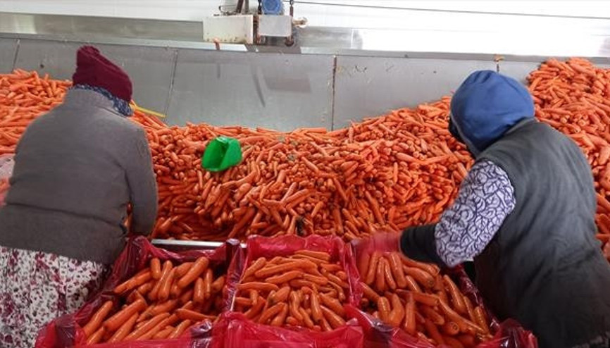 120 ton havuç Rusya yolunda