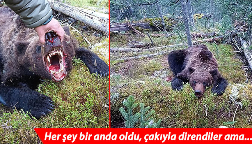 Rusyada inanılmaz anlar: Ulusal parkta ayı dehşetini yaşadılar