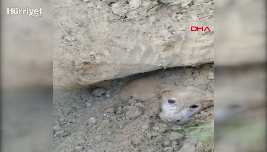 Çocukların duyduğu ses toprak altındaki köpekleri ölümden kurtardı Çocukların duyduğu ses toprak altındaki köpekleri ölümden kurtardı