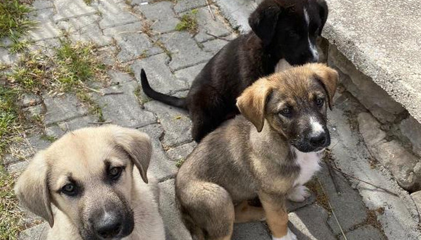 Başı kesilmiş 3 köpek bulunmuştu... Flaş gelişme yaşandı