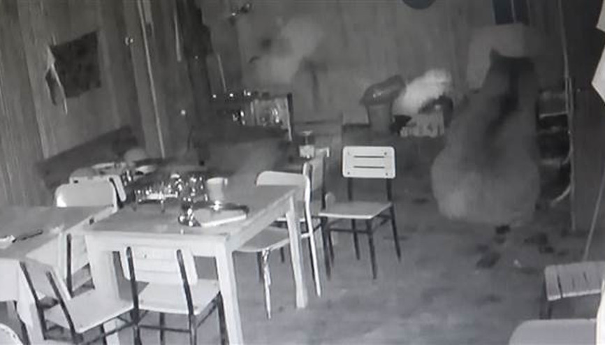 Trabzonda geçen yıl alabalık tesisine dadanan ayı, bu yıl pencereden girdi