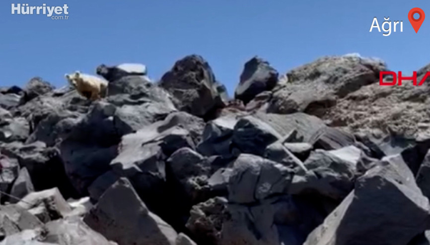 Ukraynalı dağcıların tırmanışı sırasında karşılaştıkları ayı kamerada