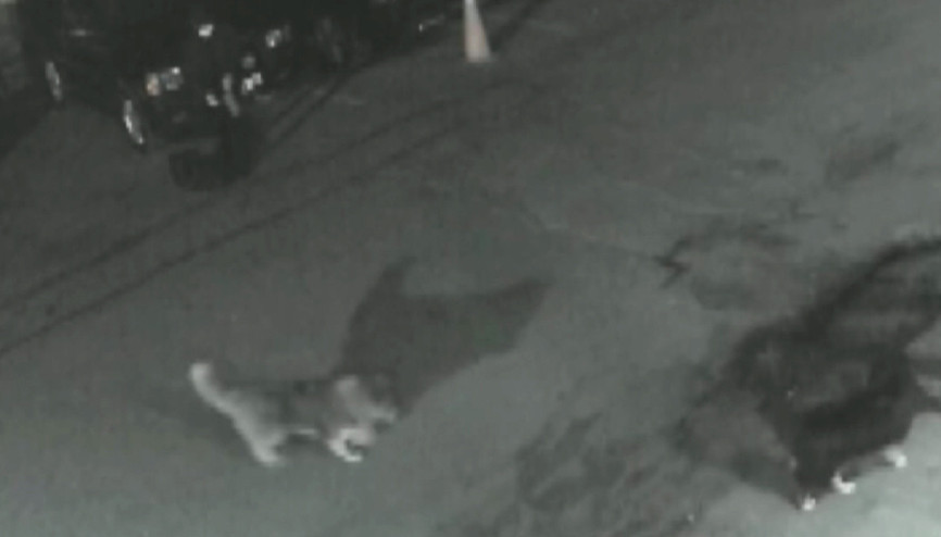 Sarıyerde vahşet kamerada köpeği zehir sürülmüş saçma mermisi ile öldürdü Sarıyerde vahşet kamerada köpeği zehir sürülmüş saçma mermisi ile öldürdü