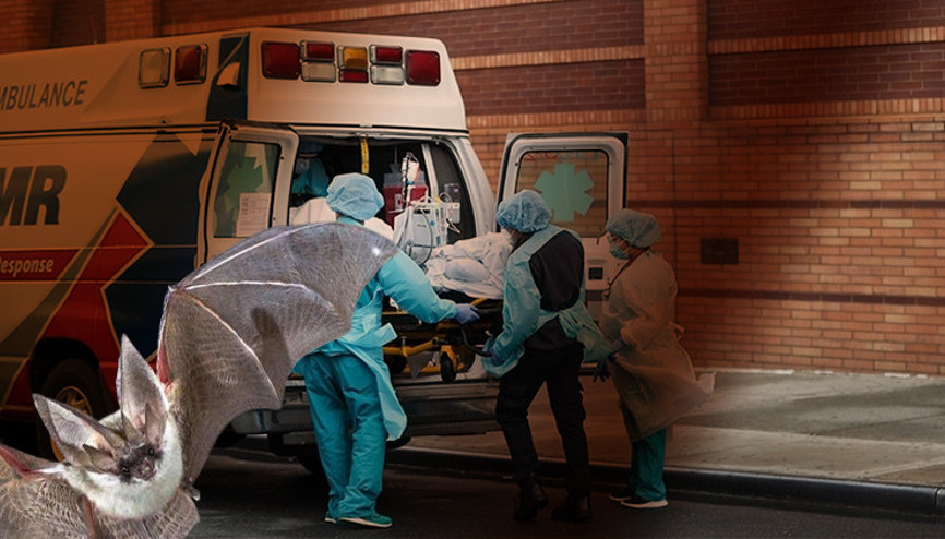 Son dakika: ABDde kuduz yarasa paniği