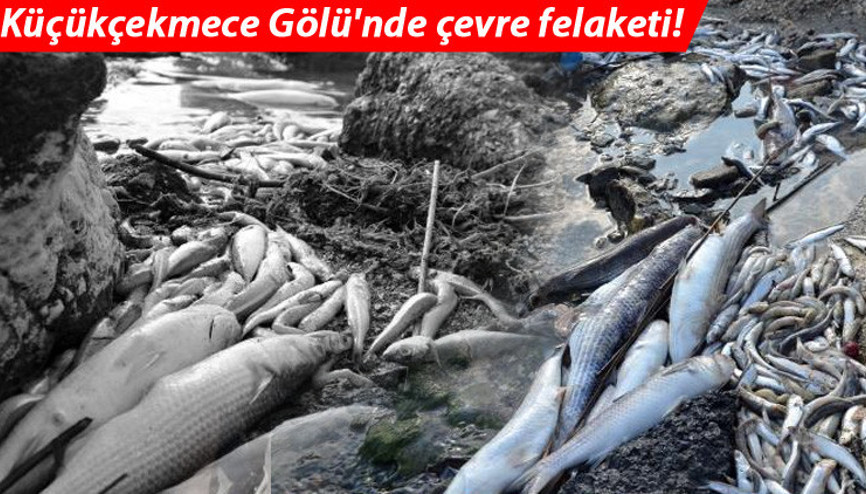 Küçükçekmece Gölünde çevre felaketi Sahil ölü balık doldu... Korkutan görüntü