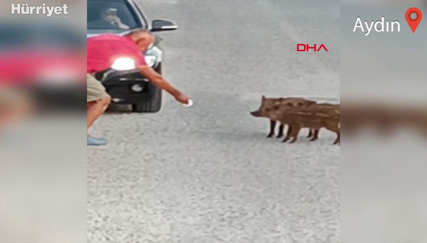 Didim merkezine inen yaban domuzlarını elleriyle beslediler