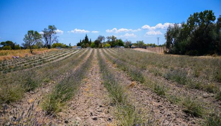 Gelibolu Tarihi Alanı, lavanta bahçesiyle renklendi