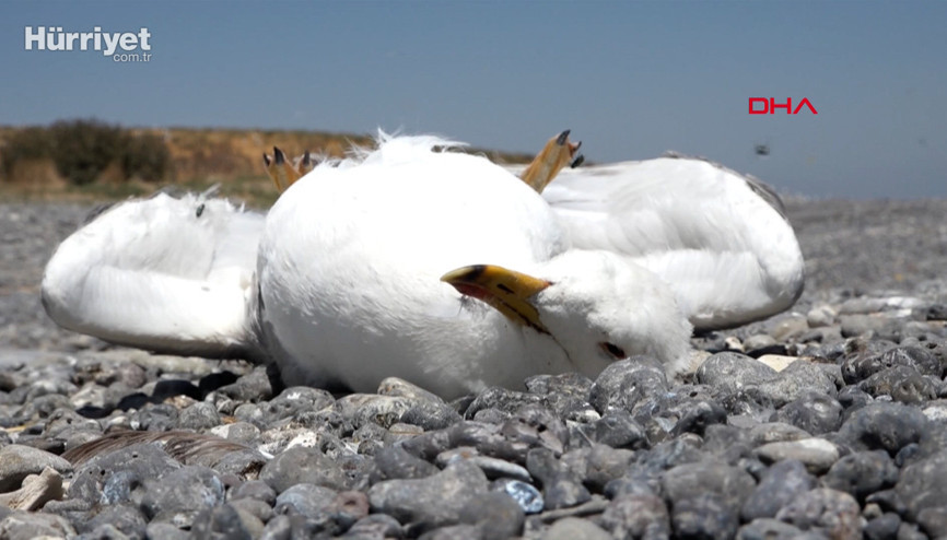 Van Gölü havzasında toplu martı ölümleri başladı