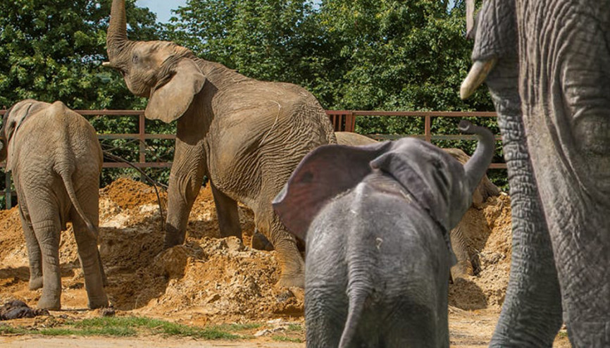 Dünyada bir ilk: Filler binlerce kilometrelik uçak seyahatine çıkıyor Sebebi ise...