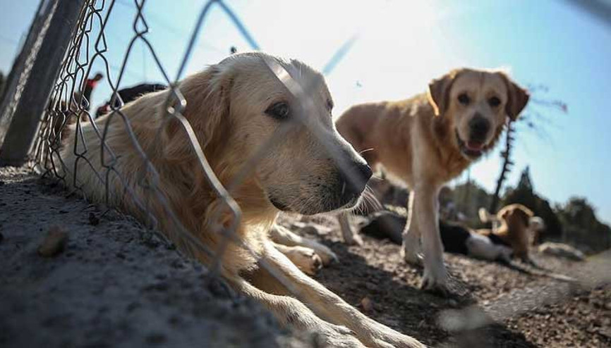 Hayvan hakları yasası komisyonda kabul edildi