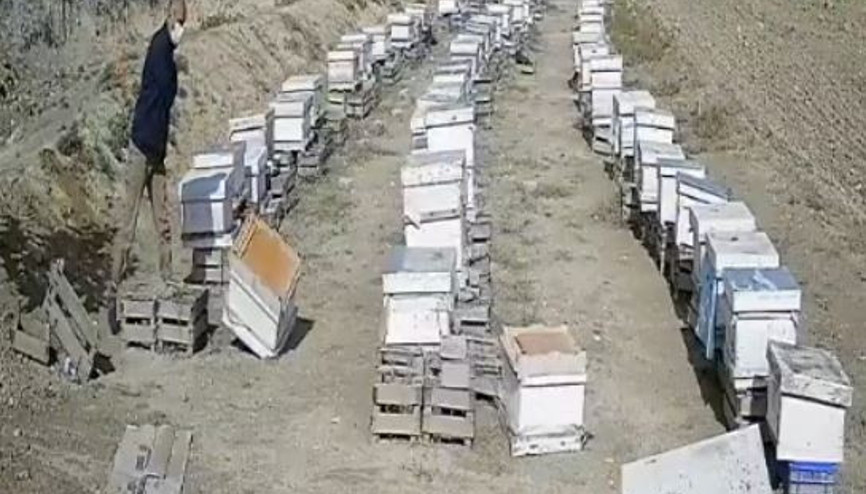 Damadına kızdı kovanları parçaladı