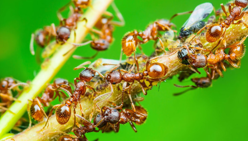 Karıncalar yok artık dedirtti Selden kurtulmak için inanılmaz bir çözüm buldular