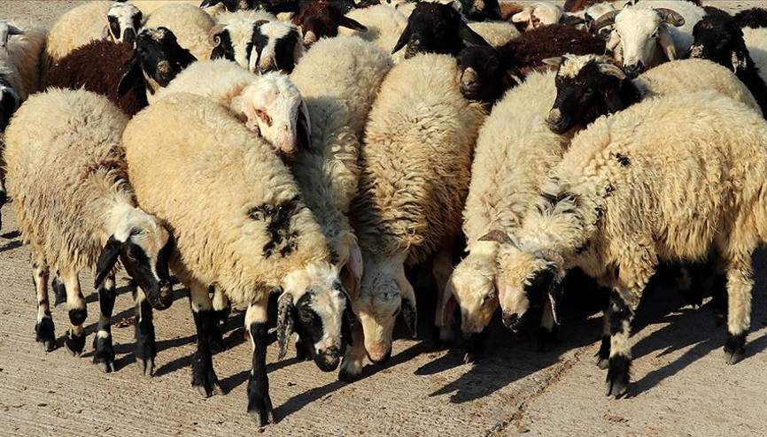 Kurban keserken nelere dikkat edilmelidir