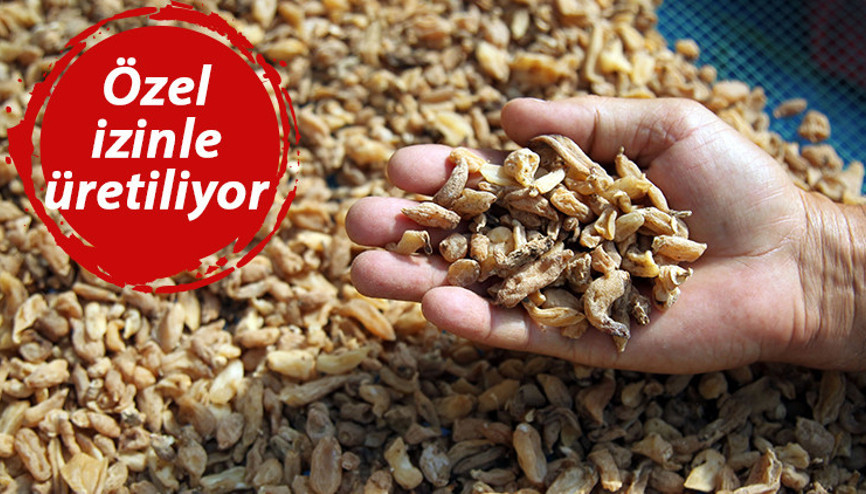 Özel izinle üretiliyor Salep orkidesinin kurutulmuşu 1000 liradan satılıyor