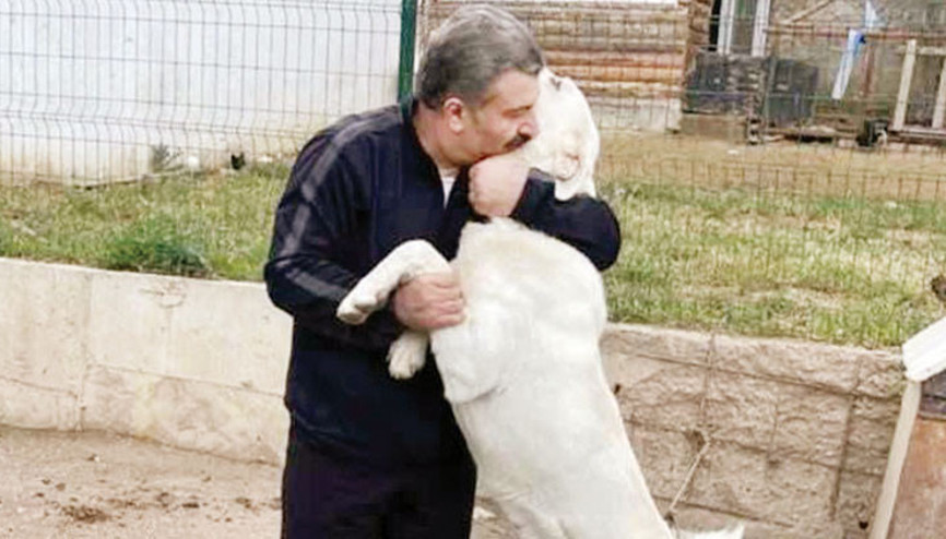 Yasa sevinci
