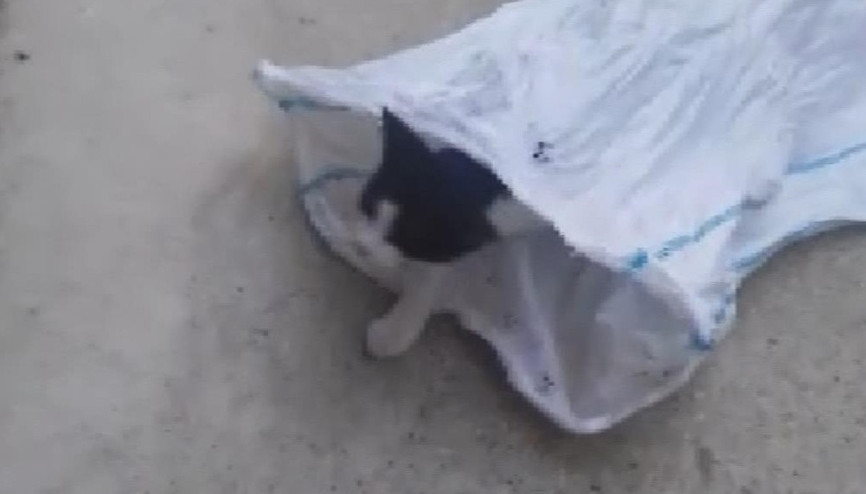 Sultangazide kediyi çuvala koyup evin bahçesine attılar