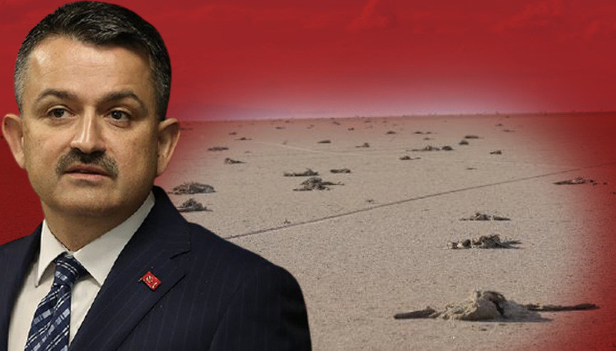 Son dakika... Bakan Pakdemirliden Tuz Gölündeki flamingo ölümlerine ilişkin açıklama