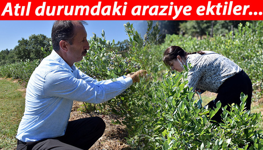 Yaban mersini üreticisine servet kazandırıyor