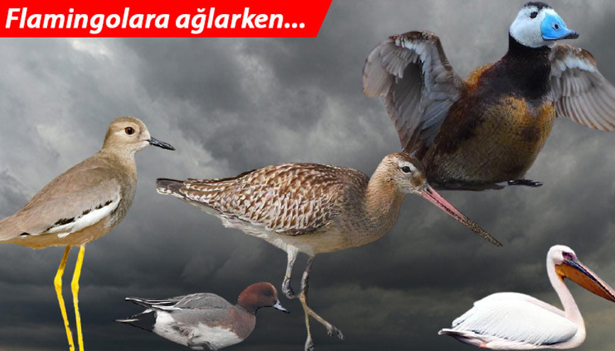 Flamingolara ağlarken... Tarihi tablo çok daha korkunç... Flamingolara ağlarken... Tarihi tablo çok daha korkunç...