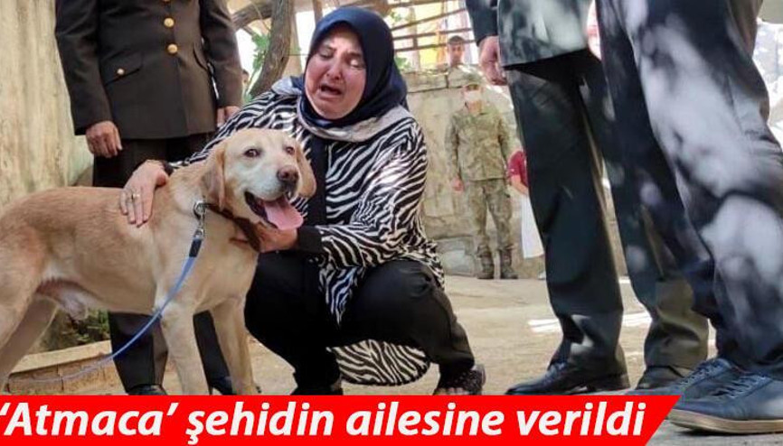 Oğullarını şehit verdikleri saldırıda gazi olan görev köpeği Atmacayı sahiplendiler