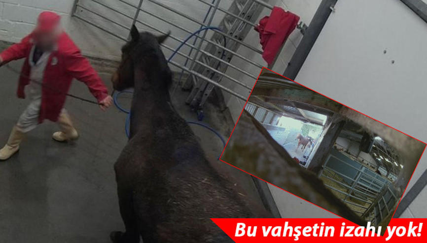Bir zamanlar şampiyondular... İnanılmaz skandal: Binlercesi böyle katledildi